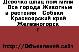 Девочка шпиц пом мини - Все города Животные и растения » Собаки   . Красноярский край,Железногорск г.